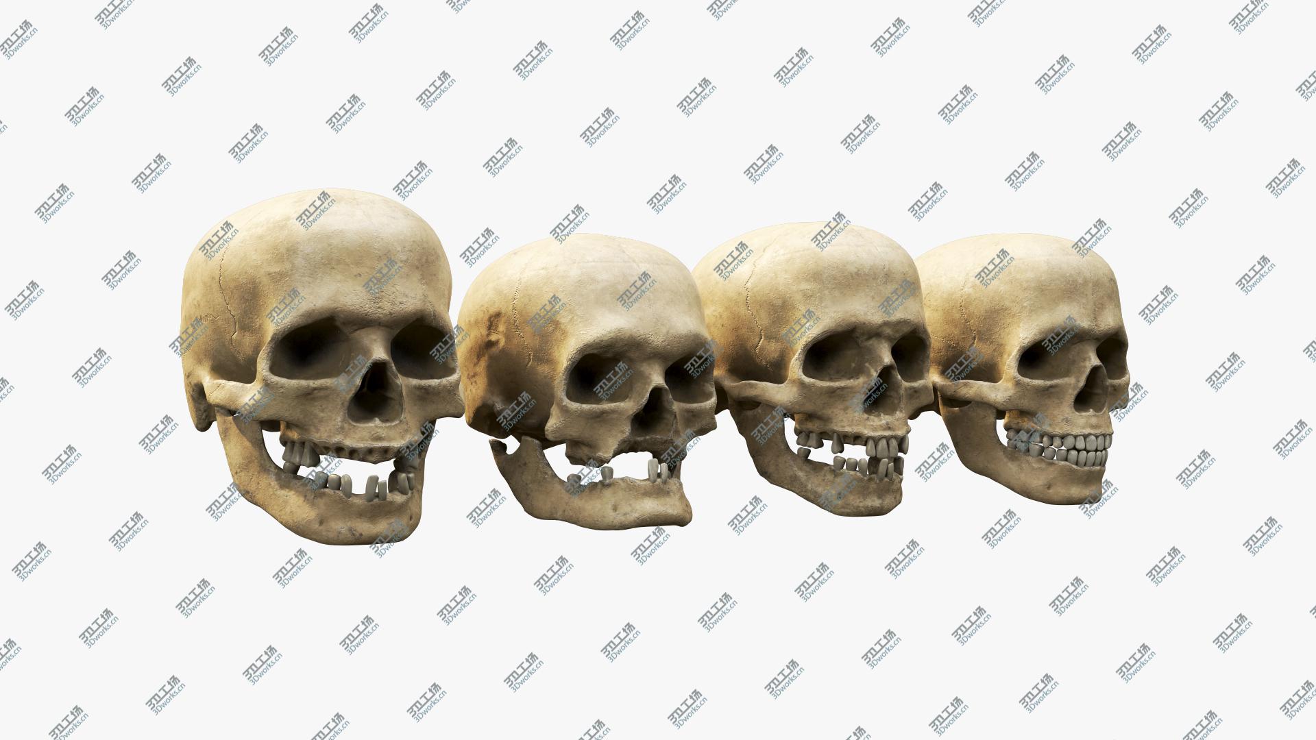 images/goods_img/2021040233/Human Skull Set 3D/2.jpg